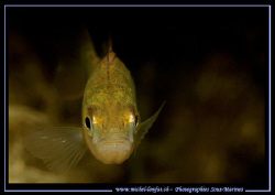Face to Face with this beautiful Perch... :O)... by Michel Lonfat 